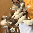 طيور زيبرا