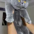 ذكور سكوتش فولد للتزاوج