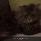 قطو ضايع بالسويدي
