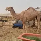 قعود حق العمر سنتين
