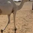 باتليه طيبه سنها مفروده