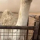للبيع بكره عمرها 7 شهور