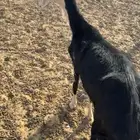رخل نجدية ثنيه