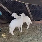 خرفان حريه