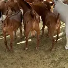 تيوس وعنقان