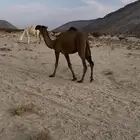 بكره صفرا طيبه