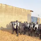 جفرات عوارض صنف