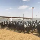 معزا عوارض صنف العدد 102