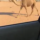 للبيع مفروده شعلا