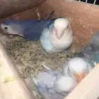 جوز روز منتج (تم البيع)