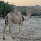 ناقه حايل بريه