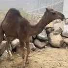 3قعدان