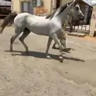 فرس. تم البيع
