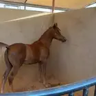 مهر واهو فاخر
