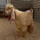 تيس اصفر عارضي