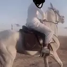 حصان واهو
