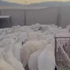 للبيع 50بالفحل منوة القاني حصيب