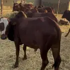 حسلان بلدي دهم