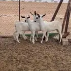 جفار بيشيات