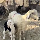 نجديه رغوث تحتها خروف