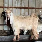 تيس صنف فاخر