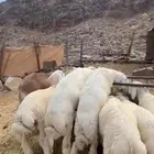 ذبائح طليان حريات وسواكن