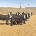 جفرات عوارض صنف