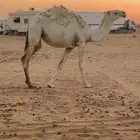 للبيع عشاير تحتهن بكار وحقه