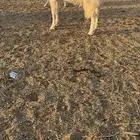 للبيع جفره مطور خصم الخصم دافع