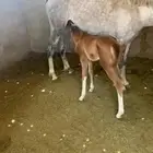 فرس شيخه و مهره