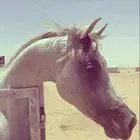 حصان شعبي
