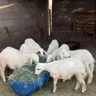 رخال شحم