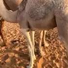 قعود مغلق كفو فل الفل للبيع