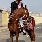 خيل شعبي كفو