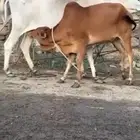 بقره تحتها خبشه