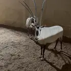 جوز مها عربي