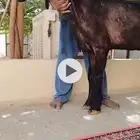 عنز شامية معرفة جرم طيب