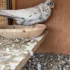 للبيع جوزين قنادي كوريات مستويات توب .