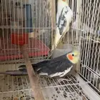 زوج كروان تركيبه جديدة