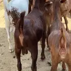 تيوس وعنقان