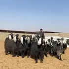 معزا عوارض خلفات صنف