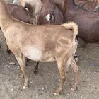 معزا دهم صنف فاخر تم البيع
