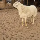 فحل طيب مشروط