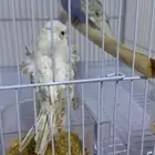 فروخ بادجي هوقو