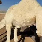 قعود طايش على حليب