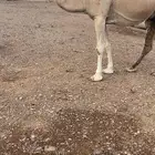 ابل لقحات كفو