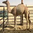 قعود للبيع سمين