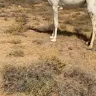 للبيع البكره الشيخه الكفو