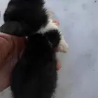 كيتين لتبني