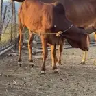 بقره تحتها خبشه